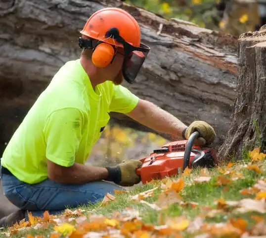 tree services Robards